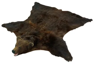 Шкура бурого медведя — купить в интернет-магазине по низкой цене на Яндекс  Маркете