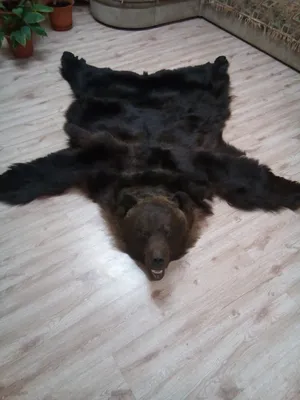 Купить Шкура медведя (на подкладке) за 258 000 ₽ в Москве — 0042521