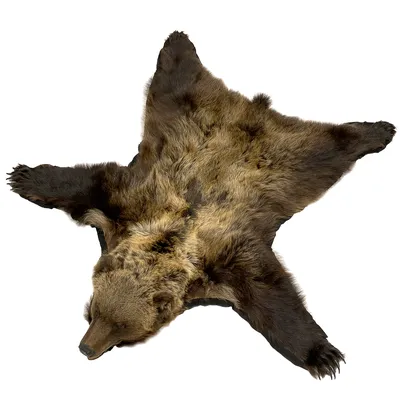 Шкура медведя на подкладке, арт. 8158218 — 88000 руб. купить в каталоге  интернет-магазина Лавка Подарков в Москве