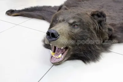 Шкура медведя 200 см купить с доставкой по России в мастерской Подорова