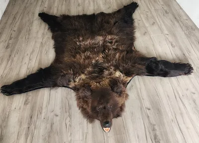 Шкура медведя (id 6794748), купить в Казахстане, цена на Satu.kz