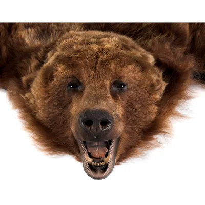 Ковер шкура медведя белого — купить по низкой цене на Яндекс Маркете