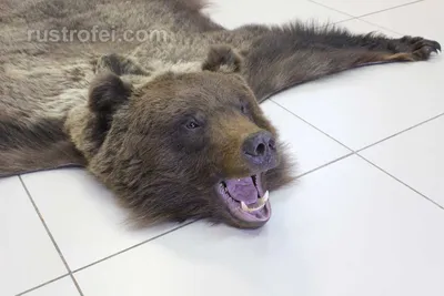 Шкура медведя 180 см купить с доставкой по России в мастерской Подорова