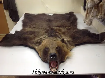 Ковёр из шкуры медведя (бурый) - [арт.162-12], цена: 208000 рублей.  Эксклюзивные медведь, шкуры в интернет-магазине подарков LuxPodarki.