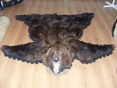Ковер из шкуры медведя с головой 150 см купить в студии таксидермии Трофеи  России