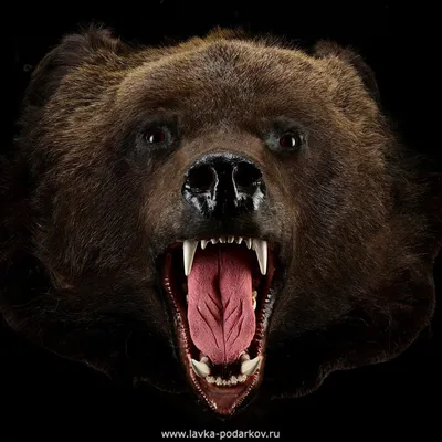 Шкура медведя - «VIOLITY»