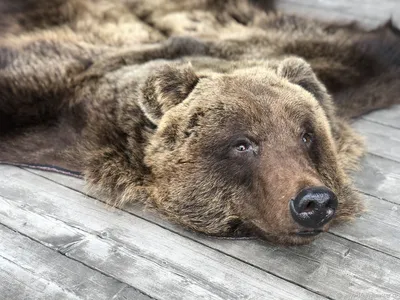 Шкура медведя без головы 160 см, цена в Москве от компании Мастерская  трофеев