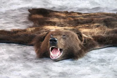 Шкура (ковёр) медведя с головой. Длина 1м 85см - Ковры из шкуры бурого  медведя, шкура медведя с головой