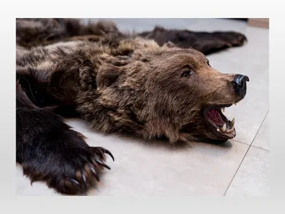 Шкура медведя купить в интернет-магазине Ярмарка Мастеров по цене 65000 ₽ –  TASMEBY | Подарки для охотников и рыболовов, Сургут - доставка по России