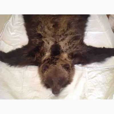 Ковёр из шкуры медведя - [арт.162-10], цена: 180000 рублей. Эксклюзивные  медведь, шкуры в интернет-магазине подарков LuxPodarki.