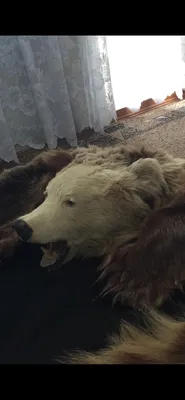 Шкура медведя в Екатеринбурге №0S1910227503