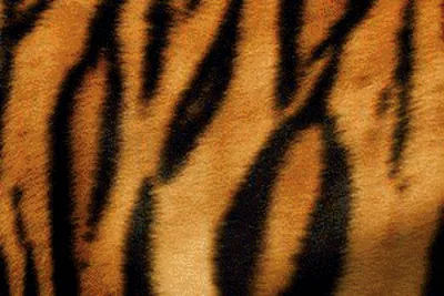 Предпросмотр схемы вышивки «Шкура тигра» (№1007871) - Вышивка крестом
