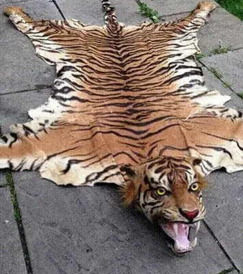 Коврик для дома - шкура тигра, 150 см. Тигр Хищник БЕБИЛЕНД 5958071 купить  в интернет-магазине Wildberries