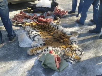 В Приморье возбудили уголовное дело за хранение шкуры и костей тигра |  Пикабу