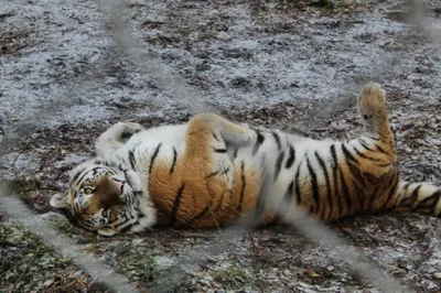 В Приморье возбудили уголовное дело за хранение шкуры и костей тигра |  Пикабу