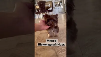 Пропала собака Шоколадный Йорк Биро в Монолит Кп, Московская область |  Pet911.ru