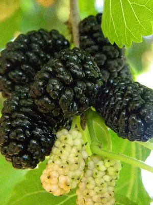 Купити Шовковиця чорна насіння 1 грам (прибл 100 шт) тутове дерево в Україні