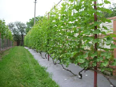 Шпалера опора для растений садовая разборная металлическая для кустов  малины, для ежевики, для винограда OST GARDEN | AliExpress