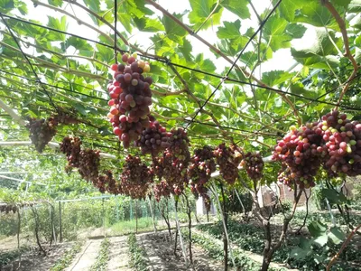 Шпалера для винограда своими руками - YouTube
