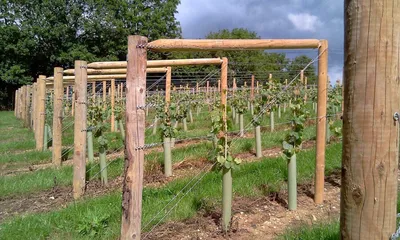 Шпалеры для винограда: виды и свойства | Блог