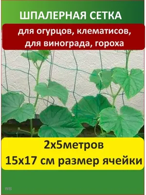 Сетка шпалерная Протэкт для огурцов 2x10 м хаки по цене 435 ₽/шт. купить в  Калуге в интернет-магазине Леруа Мерлен