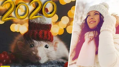 Две Крысы Сидит В Шляпе Сантаклауса Символ Китайского Нового 2020 Года  Гороскоп Дамбо Крысы — стоковые фотографии и другие картинки 2020 - iStock