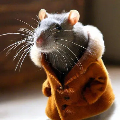 Крыса в шубе» — создано в Шедевруме