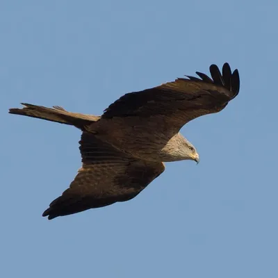 Black Kite / Черный коршун / Шуліка Чорний | Bald eagle, Bird, Animals