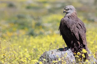 Шуліка чорний (Milvus migrans). Птахи України.