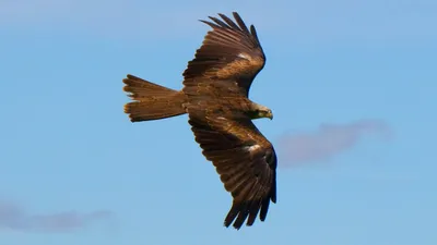 Шуліка чорний (Milvus migrans). Птицы Северной Евразии.