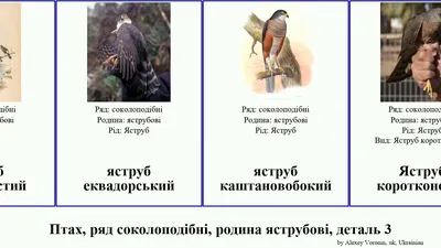 Денні хижі птахи України - хто вони? :: Пернаті друзі, птахи України,  орнітологія ::
