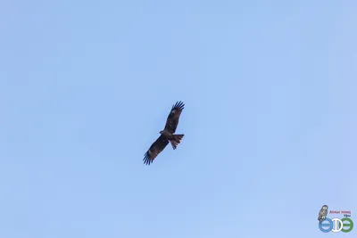 Шуліка чорний (Milvus migrans). Птахи України.