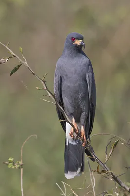 Птах, ряд соколоподібні, родина яструбові, деталь 3 шуліка шуляк bird  чорний яструб-крикун рудий - YouTube