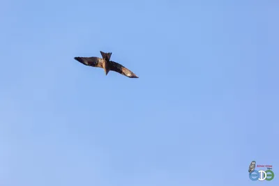 Файл:Brahminy kite young.jpg — Википедия