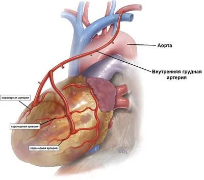 Аортокоронарное шунтирование в Израиле – $ Цены, отзывы | DoktorIsrael