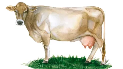 Швицкая порода коров фото фото