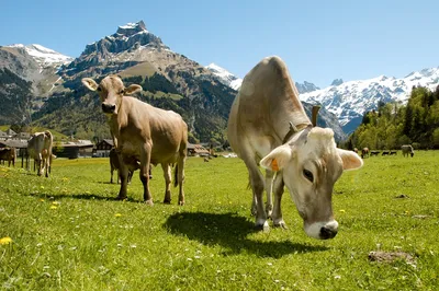 За последние 30 лет в Кыргызстан впервые доставлены коровы породы «Швиц» —  Tazabek