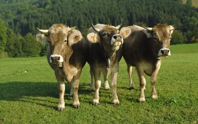 Характеристика Швицкой породы коров | Животные, Коровы, Корова