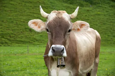 Смоленская газета - 25 коров бурой швицкой породы из Велижского района  экспортировали в Абхазию