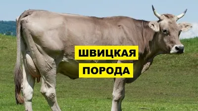 Швицкая порода плюсы и минусы | Породы КРС форум на Fermer.ru / Стр. 13 из  18