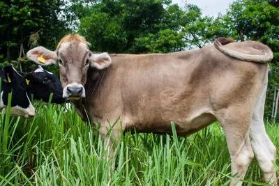 Швицкая порода крс плюсы, минусы и особенности | Швицкая корова | Молочное  и мясное скотоводство - YouTube
