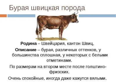 Костромская порода коров – характеристика, фото, отзывы, цена