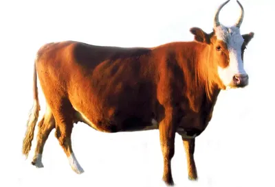 Костромская порода коров: характеристика, продуктивность, плюсы и минусы