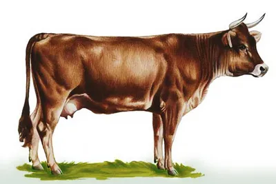 Швицкая порода коров — АгроXXI