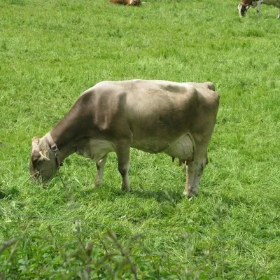 Бурая швицкая корова, schleich 13874 13874 купить по низкой цене в  интернет-магазине МаМаМа.РФ