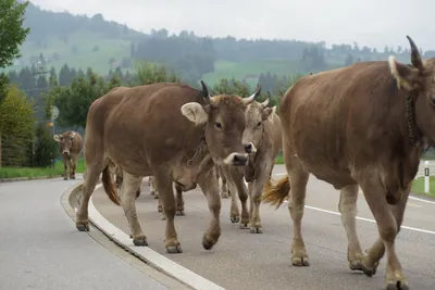 ТОП-5: Лучшие молочные коровы для производства молока 🐮🐄 | Кругозор  Питомцев | Дзен