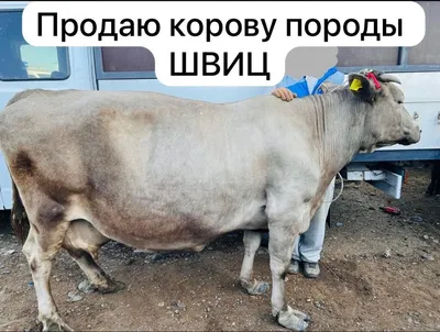 Костромские коровы вошли в ТОП-10 по надоям | K1NEWS Кострома