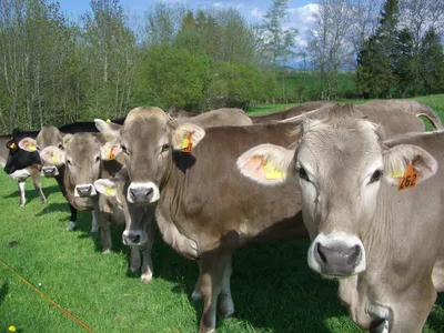 Все о карликовых коровах