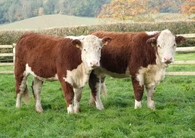 Калмыцкая порода коров: характеристика, продуктивность, фото