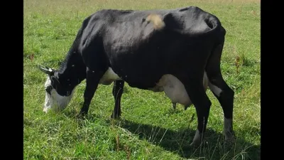 Коровы швицкой породы: характеристики и особенности породы